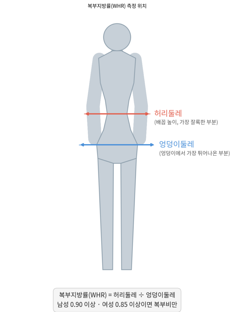 허리둘레와 엉덩이둘레 측정 위치를 표시한 신체 다이어그램(복부지방률 WHR 계산 설명용)